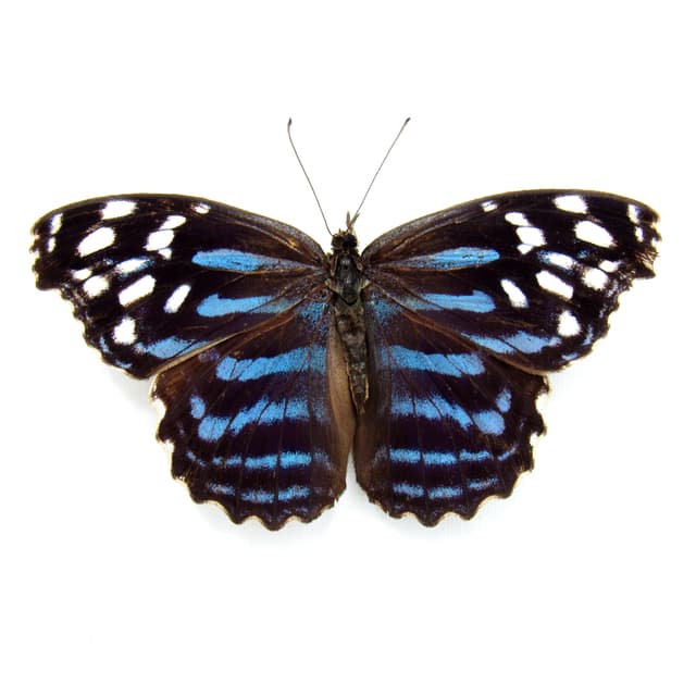 Real Blue Wing butterfly framed taxidermy - Myscelia ethusa - Victorian mount