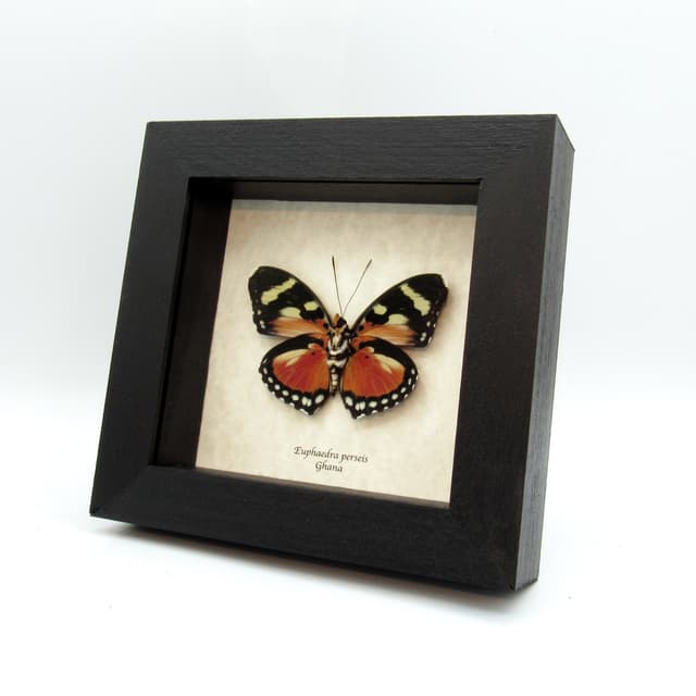 Rare Perseis Mimic Forester butterfly framed taxidermy - Euphaedra perseis