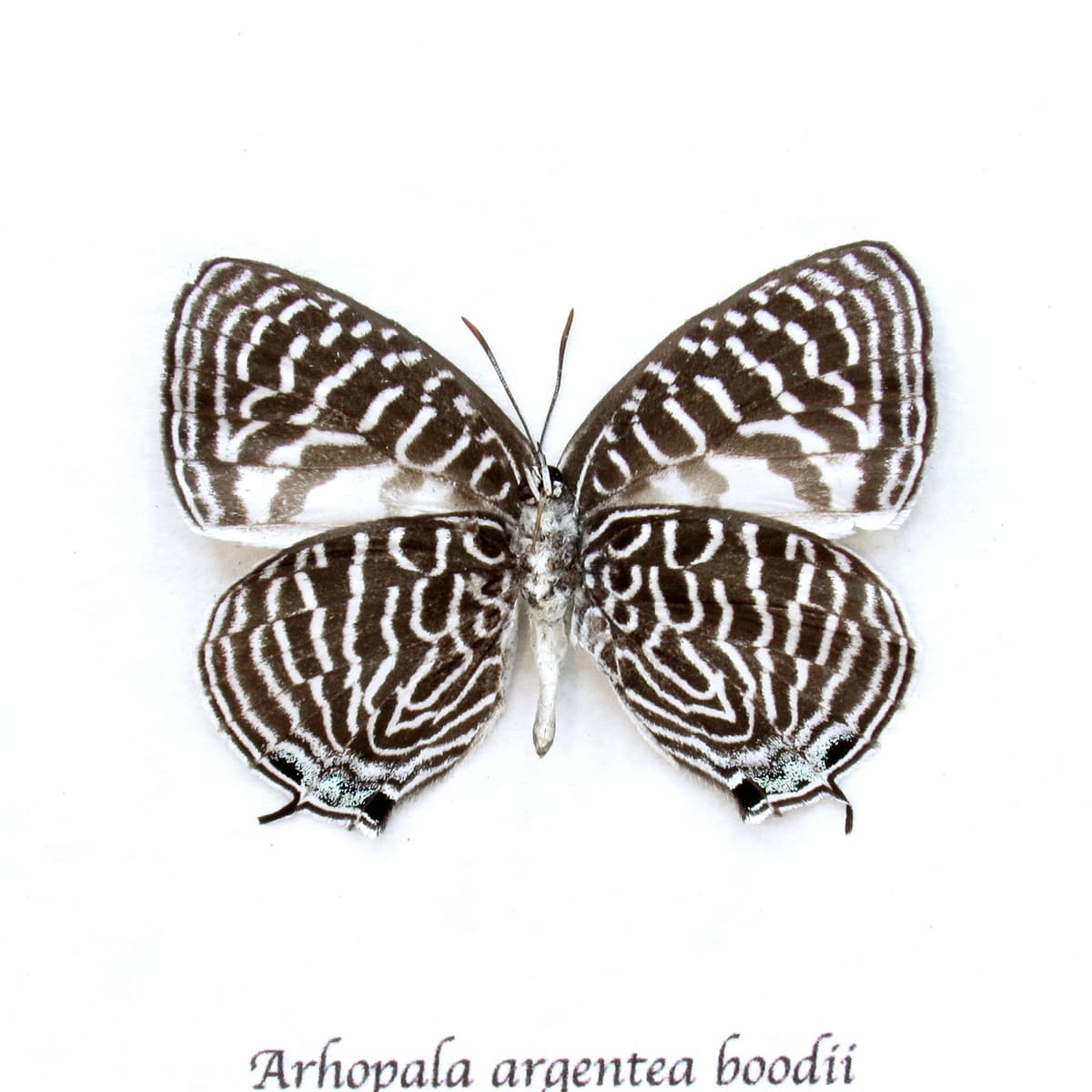 Rare small Lycaenid butterfly framed taxidermy - Arhopala argentea boodii
