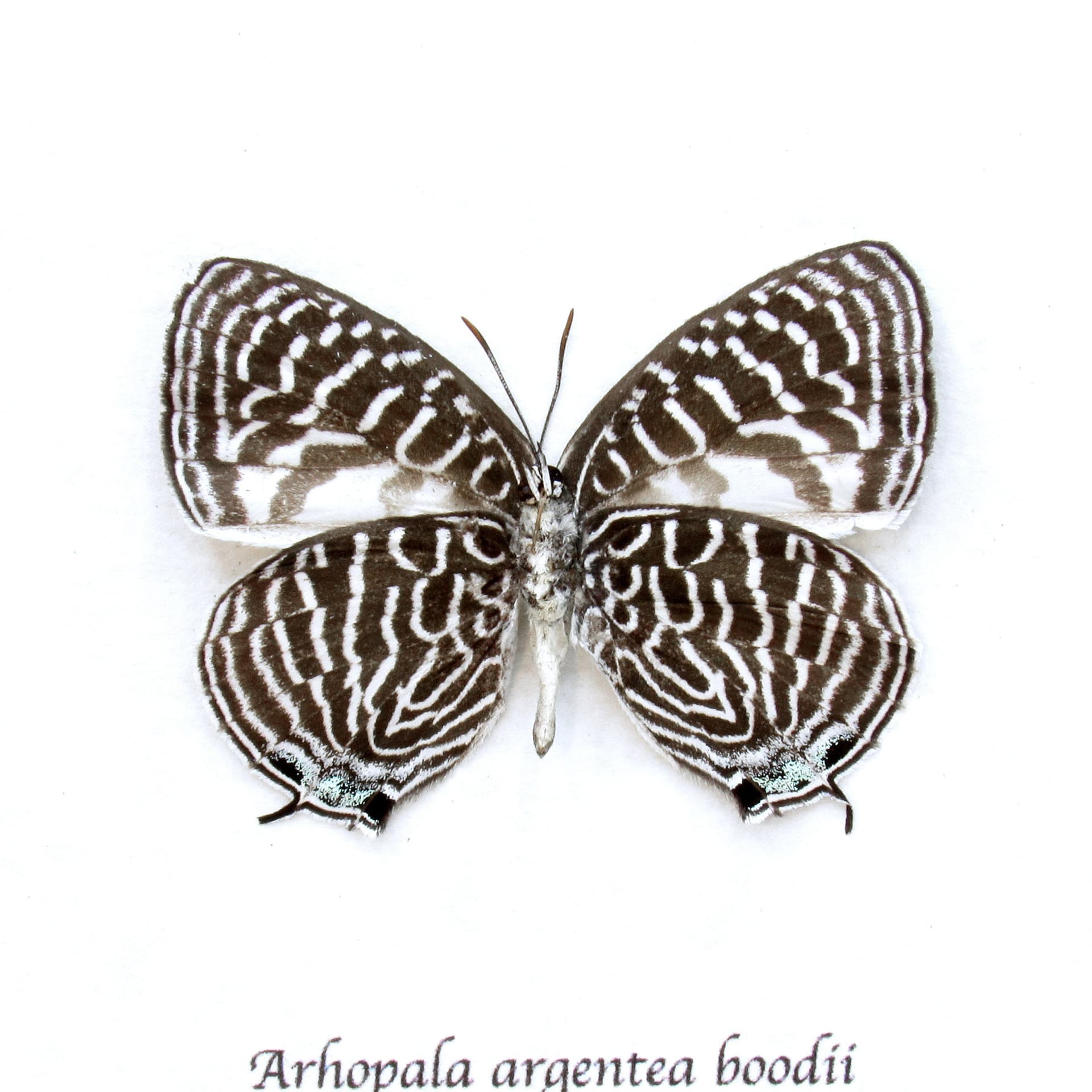 Rare small Lycaenid butterfly framed taxidermy - Arhopala argentea boodii