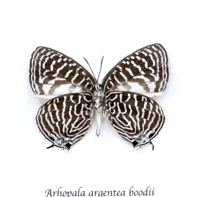 Rare small Lycaenid butterfly framed taxidermy - Arhopala argentea boodii