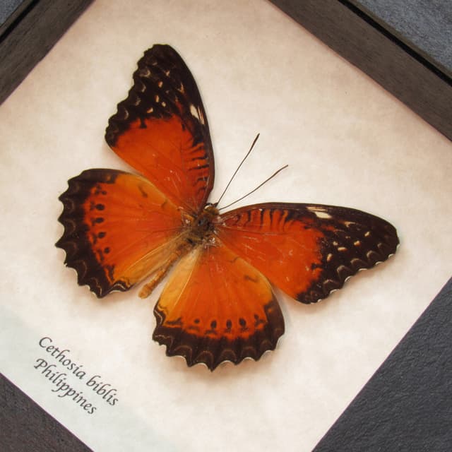 Real Red-orange butterfly framed taxidermy - Cethosia biblis
