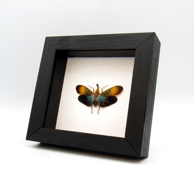 Real Blue Lanternfly framed taxidermy - Pyrops gunjii