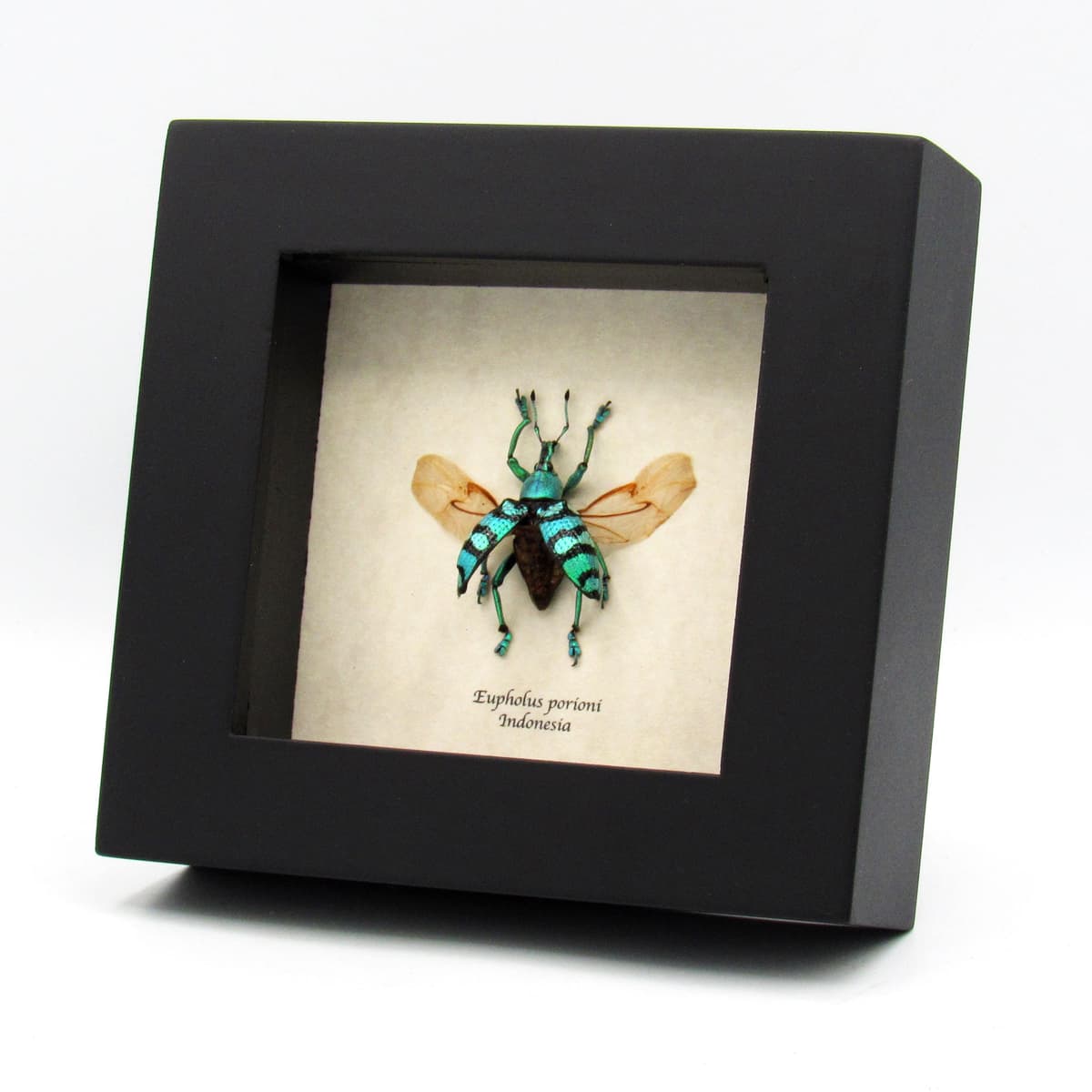 Real glitter Weevil framed taxidermy - Eupholus porioni - wings open