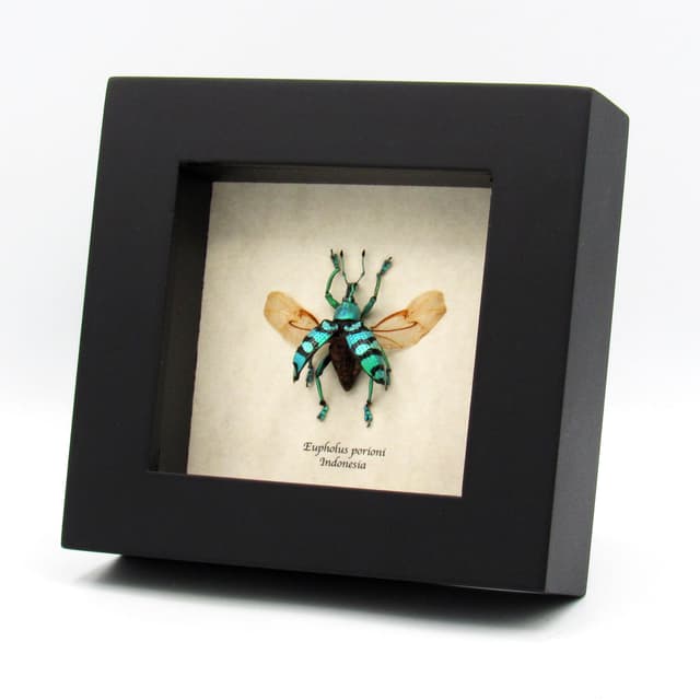 Real glitter Weevil framed taxidermy - Eupholus porioni - wings open