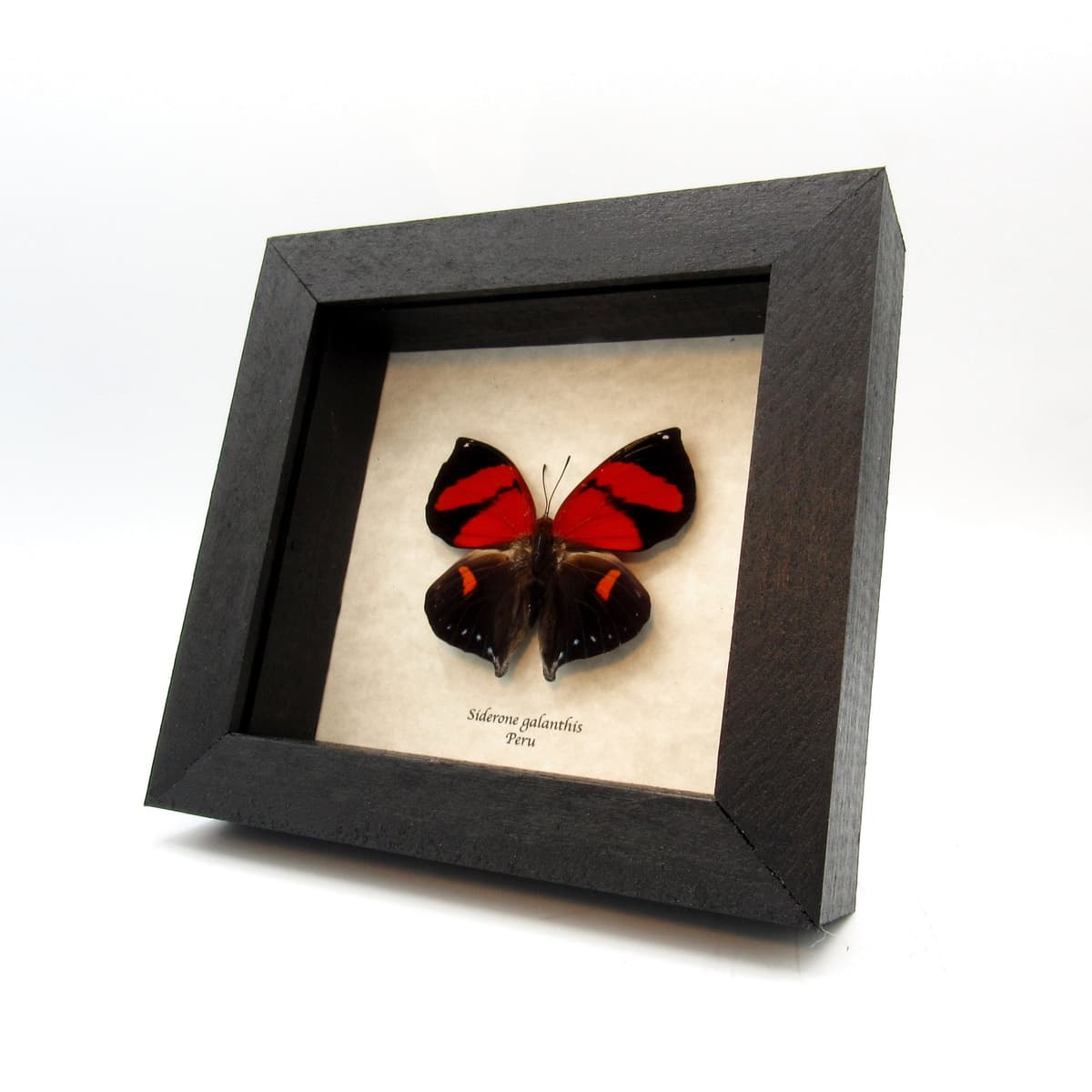 Real red framed taxidermy butterfly - Siderone galanthis