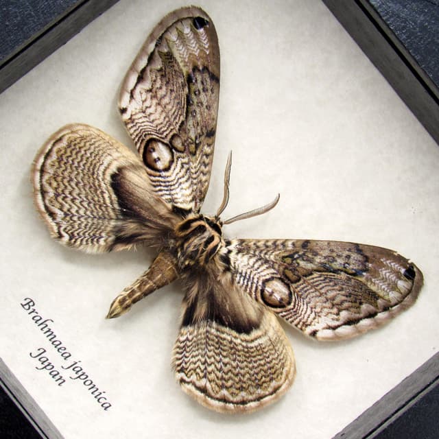 Rare Japanese Owl moth framed taxidermy - Brahmaea japonica