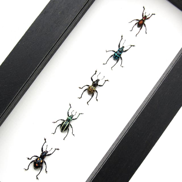 WEEVIL MANIA - real framed metallic weevil beetle collection