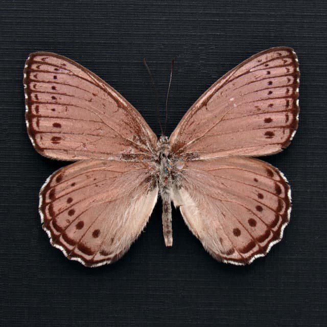 Real lavender butterfly framed taxidermy - Sallya pechuelli