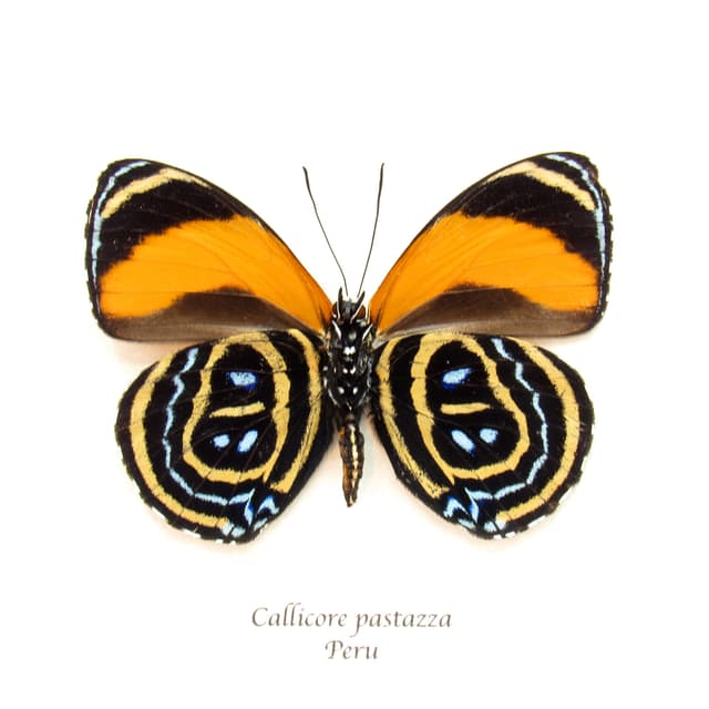 Real Superb Numberwing butterfly framed taxidermy - Callicore pastazza