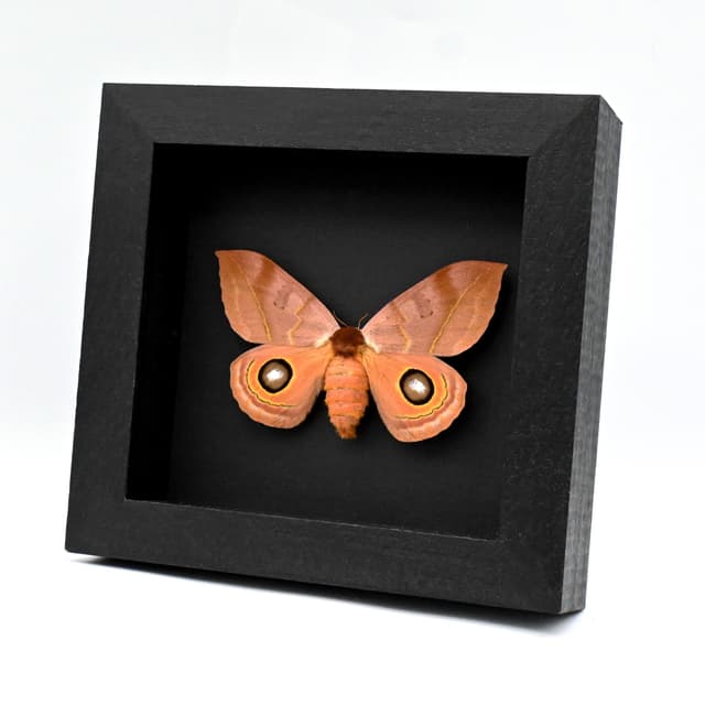Real Large Saturn moth framed taxidermy - Automeris tridens - large female