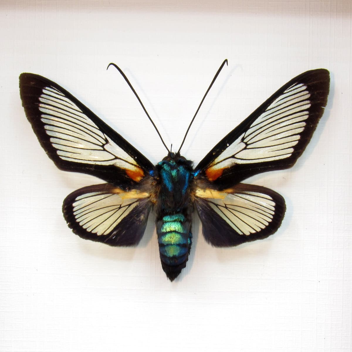 Real metallic clear wing moth framed taxidermy - Cocytia durvillii