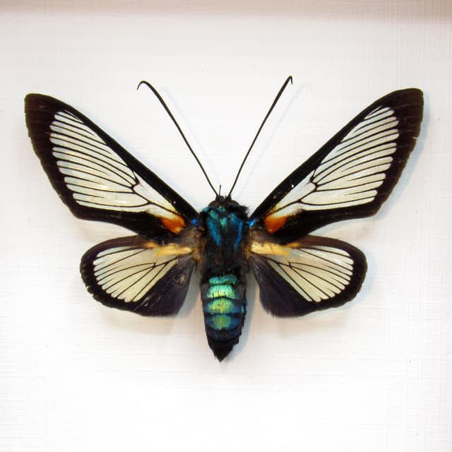 Real metallic clear wing moth framed taxidermy - Cocytia durvillii