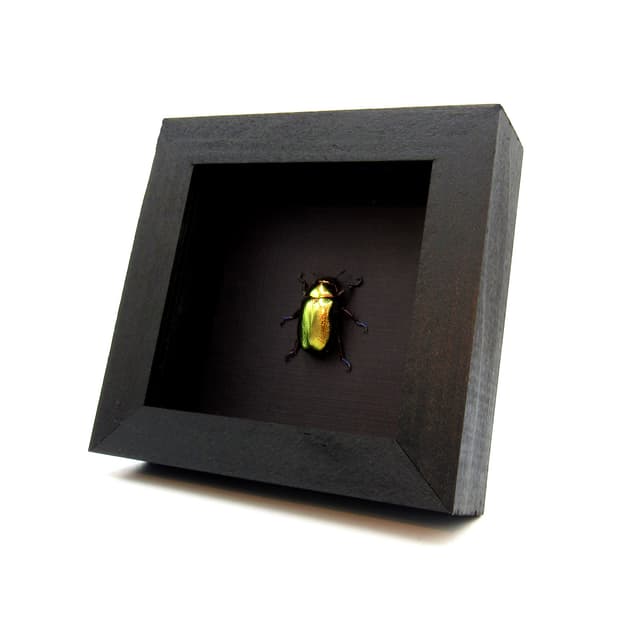 Large rare gold metallic jewel beetle framed taxidermy - Chrysina curoei