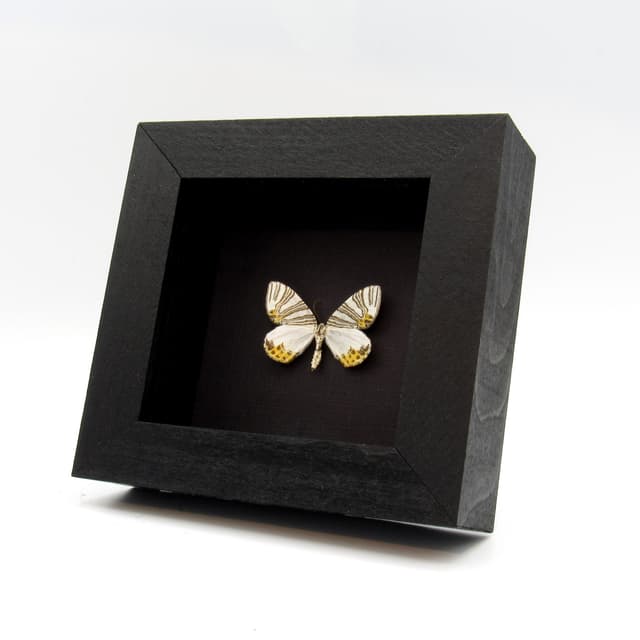 Real tiny Geometer moth framed taxidermy - Geometridae species