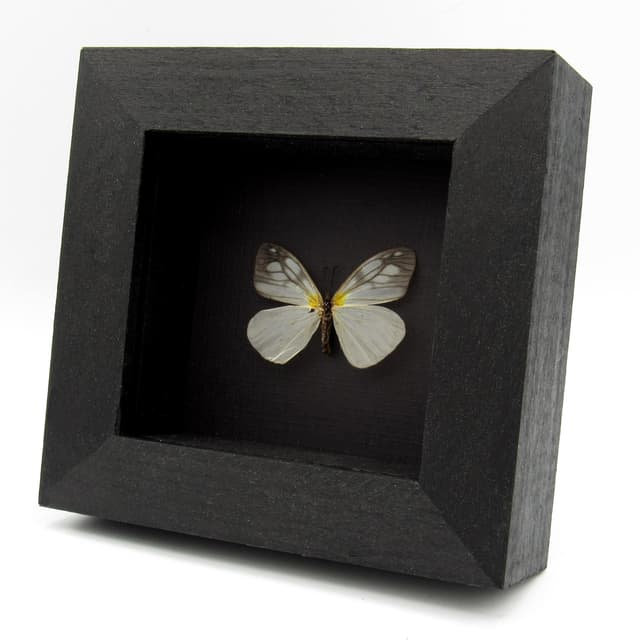 Real clear wing moth framed taxidermy - Zygaenidae species