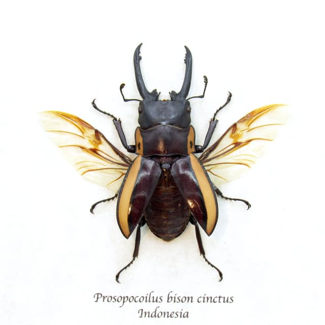 Real Stag beetle framed taxidermy - Prosopocoilus bison cinctus - medium