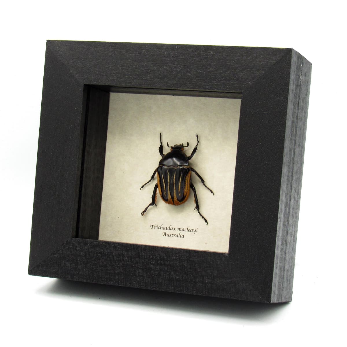 Rare furry flower beetle framed taxidermy - Trichaulax macleayi