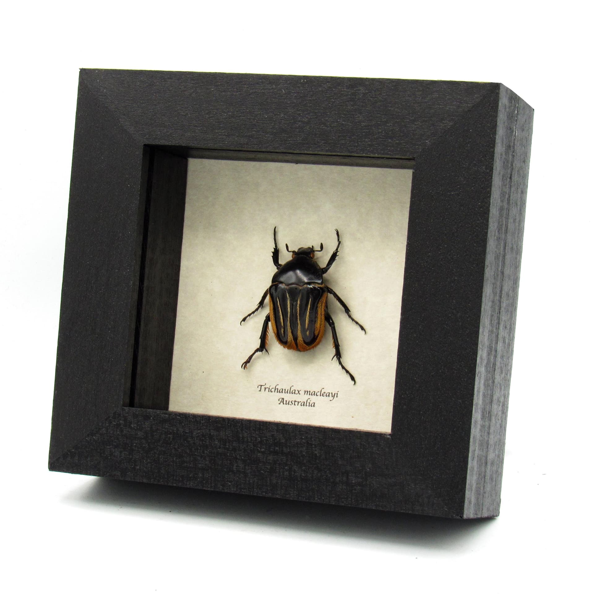 Rare furry flower beetle framed taxidermy - Trichaulax macleayi