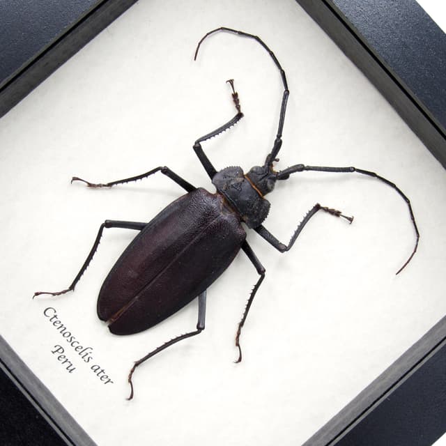 Rare Giant Longhorn beetle framed taxidermy - Ctenoscelis ater - female