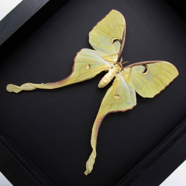 Real Giant Malaysian Moon moth framed taxidermy - Actias maenas - female