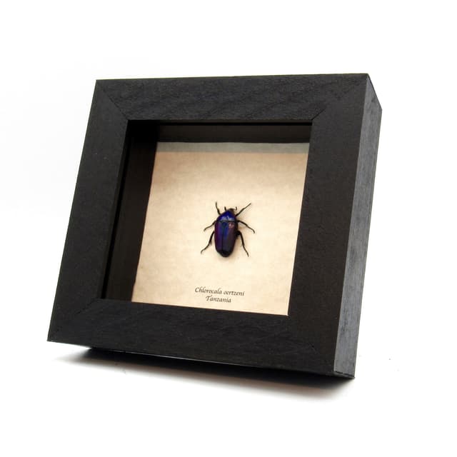 Real Purple Flower beetle framed taxidermy - Chlorocala oertzeni