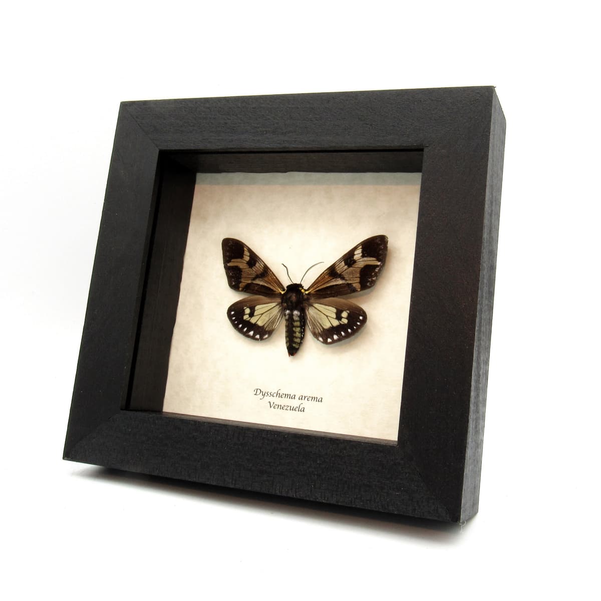Real Erebid moth framed taxidermy - Dysschema arema