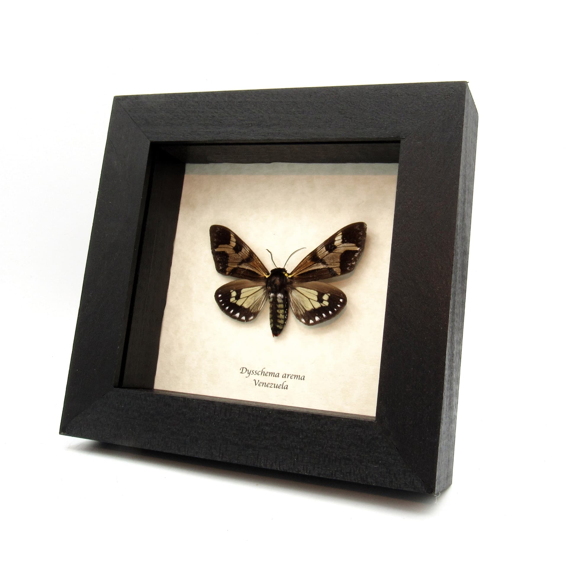 Real Erebid moth framed taxidermy - Dysschema arema