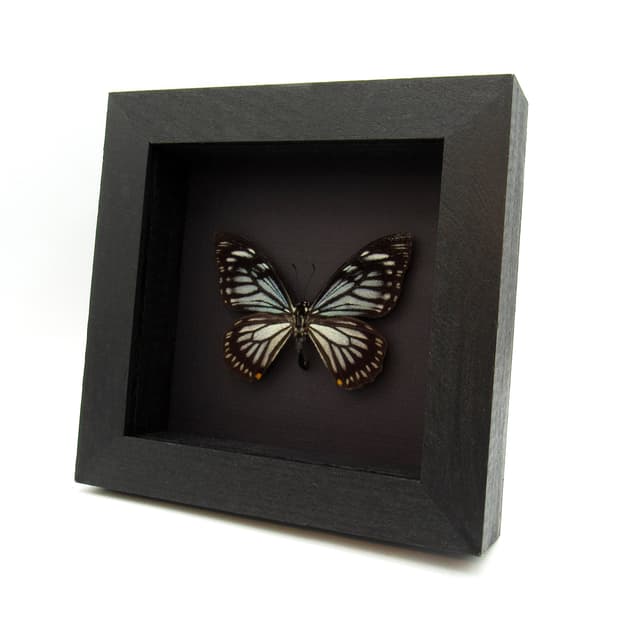 Real Mime butterfly framed taxidermy - Chilasa osmana