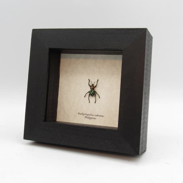 WEEVIL MANIA!  Rare rainbow beetle framed taxidermy - Pachyrhynchus cabrasae - female