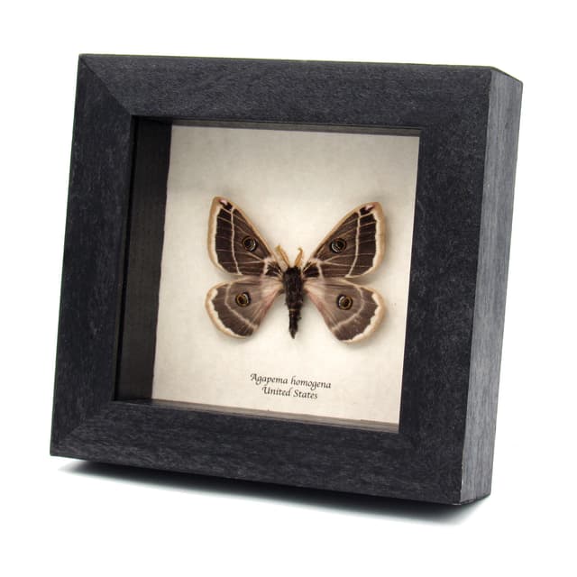 Real Rocky Mountain Agapema moth framed taxidermy - Agapema homogena