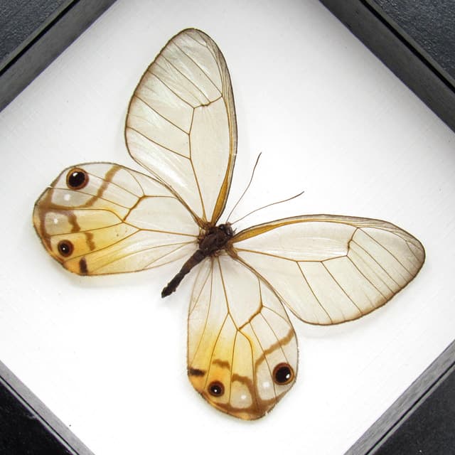 Real large yellow Glass Wing butterfly framed taxidermy - Haetera macleannania