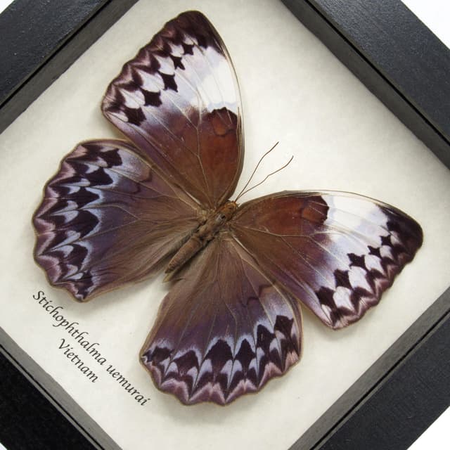 Rare XL Jungle Queen butterfly framed taxidermy - Stichophthalma uemurai