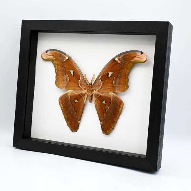 Real Giant Atlas moth framed specimen- Attacus paraliae