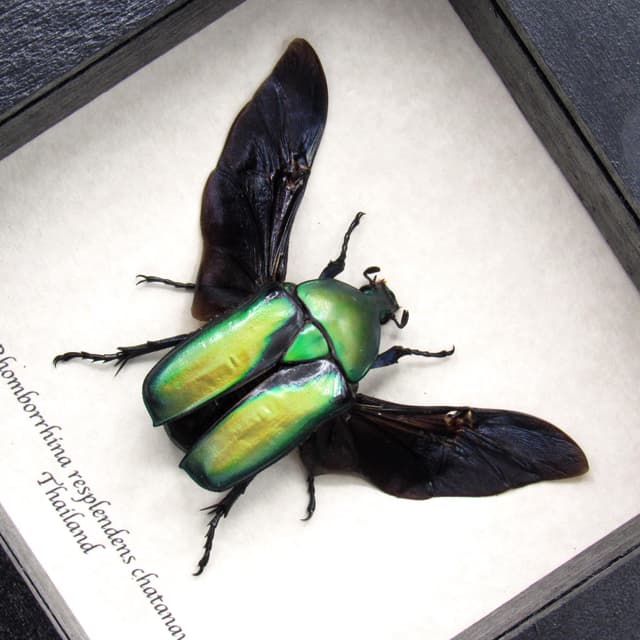 Green metallic Scarab beetle framed taxidermy - Rhomborrhina resplendens chatanayi