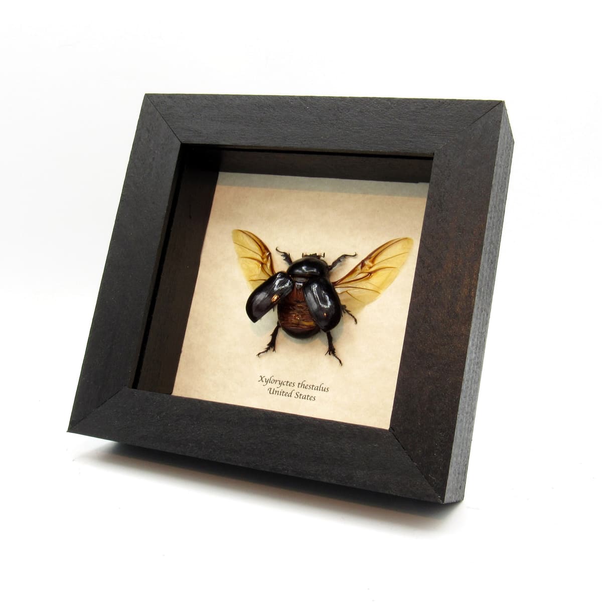 Real North American Rhinoceros Beetle framed - Xyloryctes thestalus - female