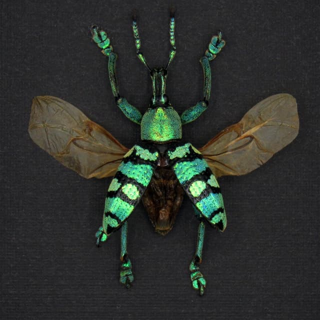 Real glitter Weevil framed taxidermy - Eupholus porioni - wings open