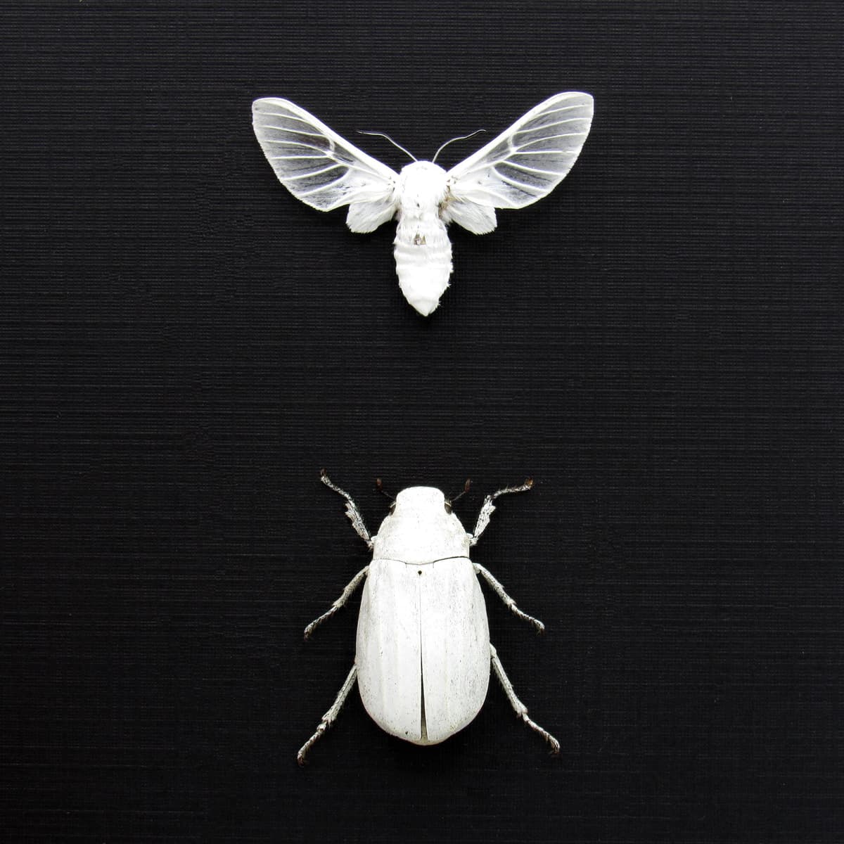 Real all white beetle and moth framed taxidermy - Melolonthinae cyphochilus and Balacra pulchra