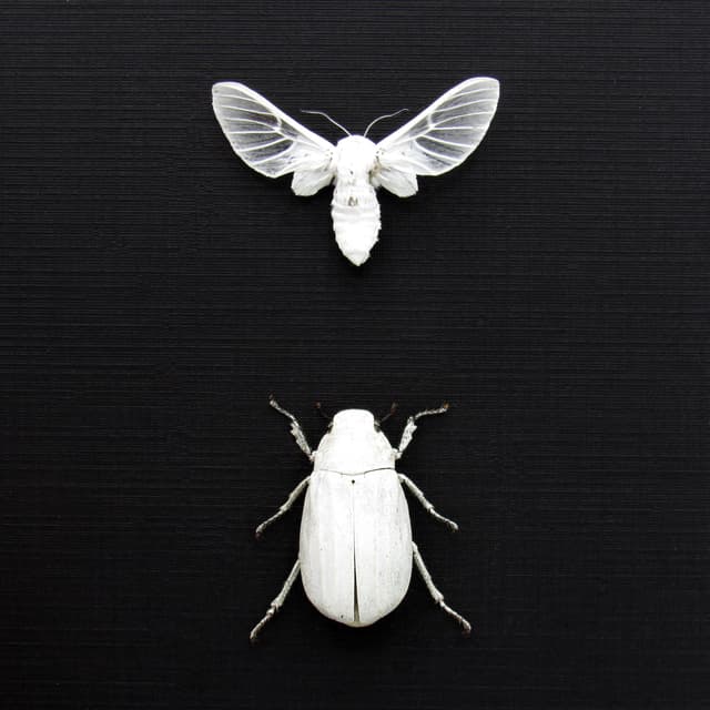 Real all white beetle and moth framed taxidermy - Melolonthinae cyphochilus and Balacra pulchra