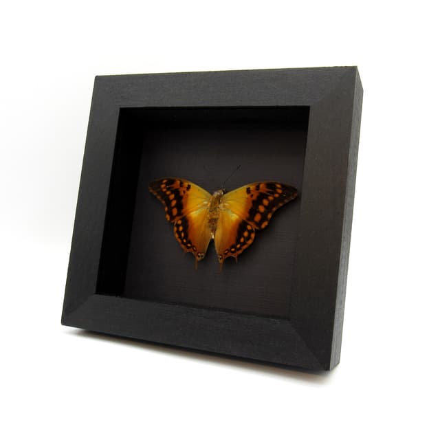 Real Green Veined Emperor Charaxes butterfly framed taxidermy - Charaxes candiope - Victorian mount