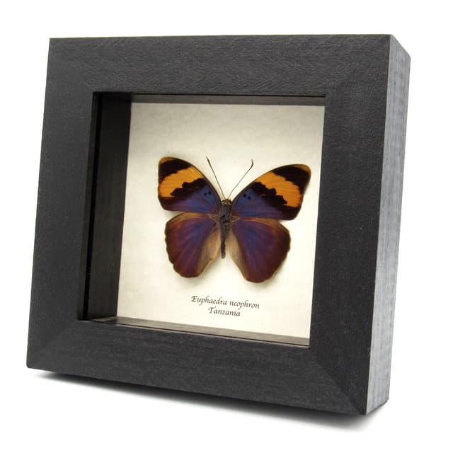 Real blue Forester butterfly framed taxidermy - Euphaedra neophron