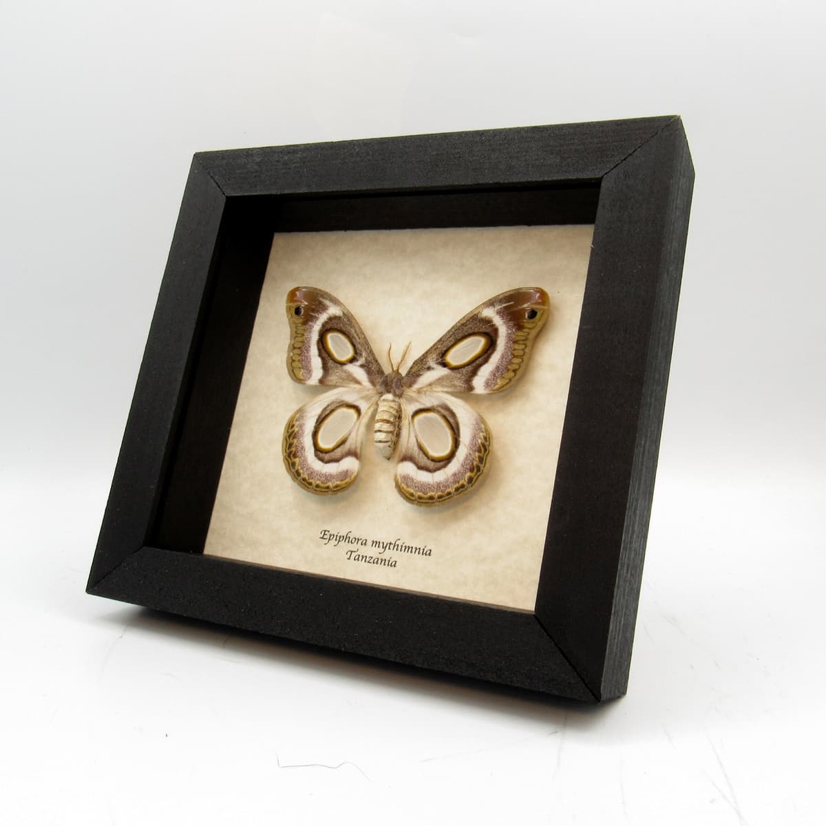 Real White Ringed Atlas moth framed - Epiphora mythimnia - female