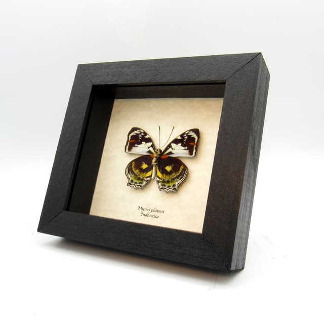 Rare butterfly framed taxidermy - Mynes plateni