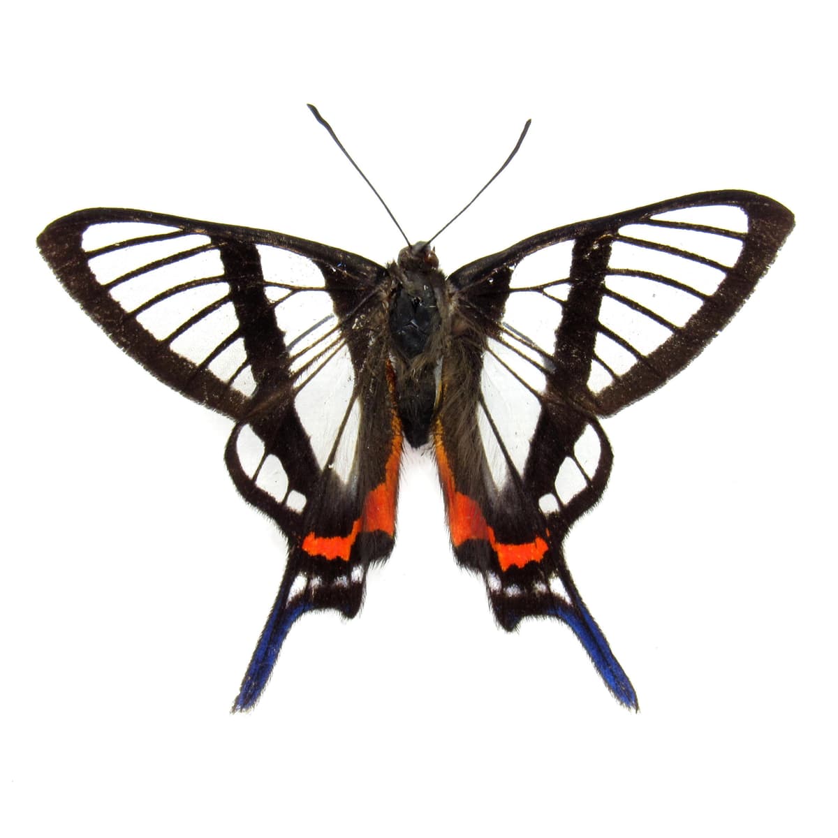 Real Clearwing butterfly framed taxidermy - Chorinea sylphina - Victorian mount