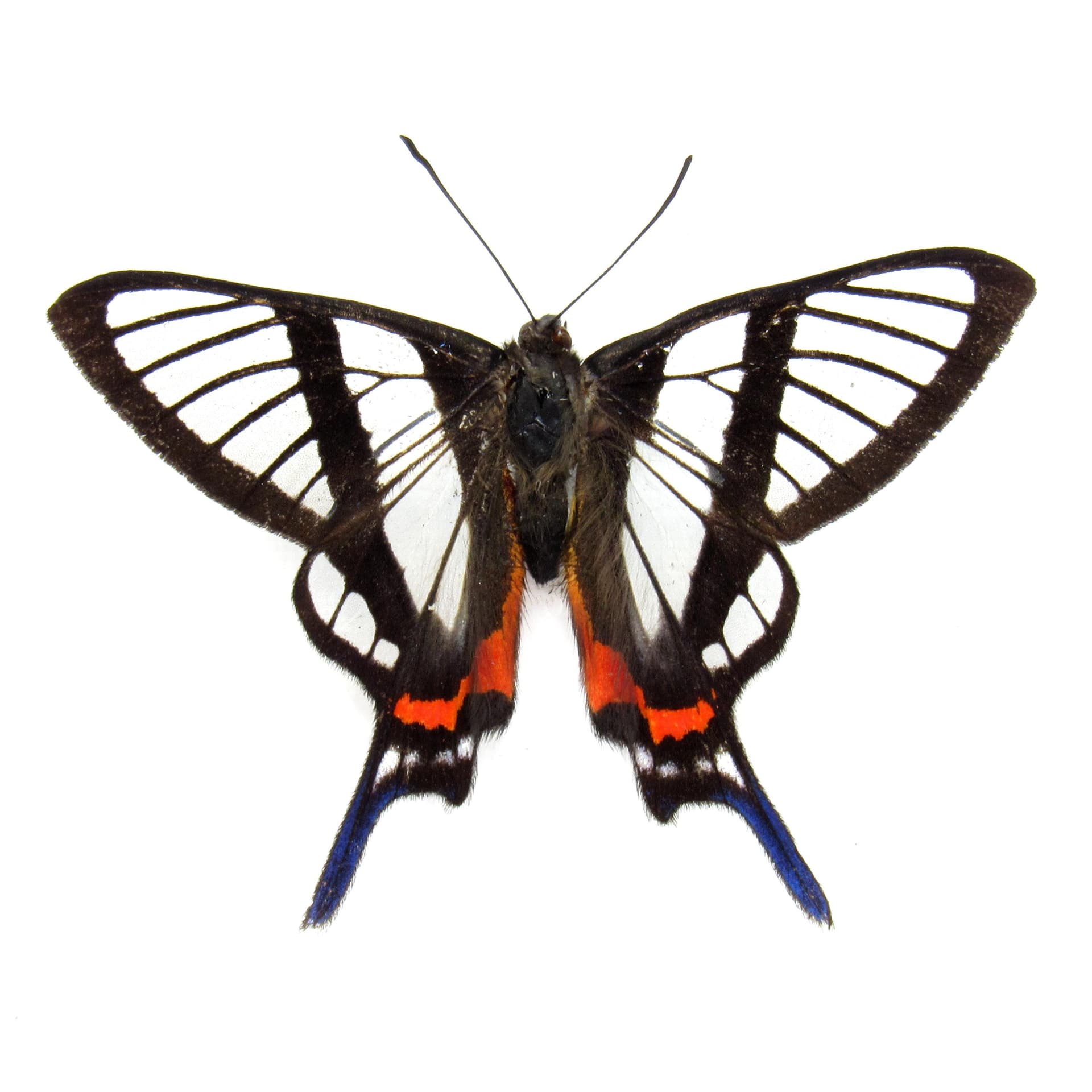 Real Clearwing butterfly framed taxidermy - Chorinea sylphina - Victorian mount