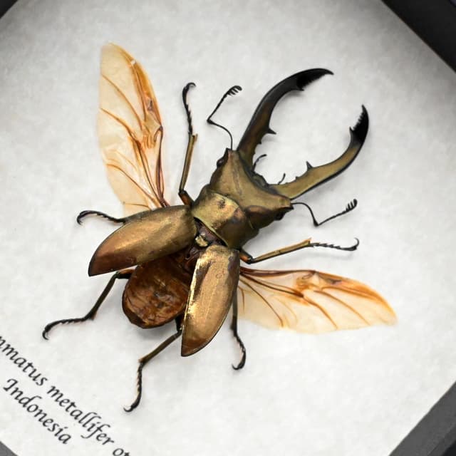 Real bronze Stag beetle framed taxidermy - Cyclommatus metallifer otanii