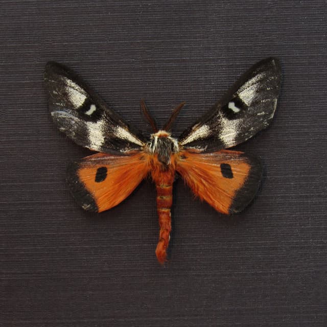 Real red Electra Buckmoth framed taxidermy - Hemileuca electra