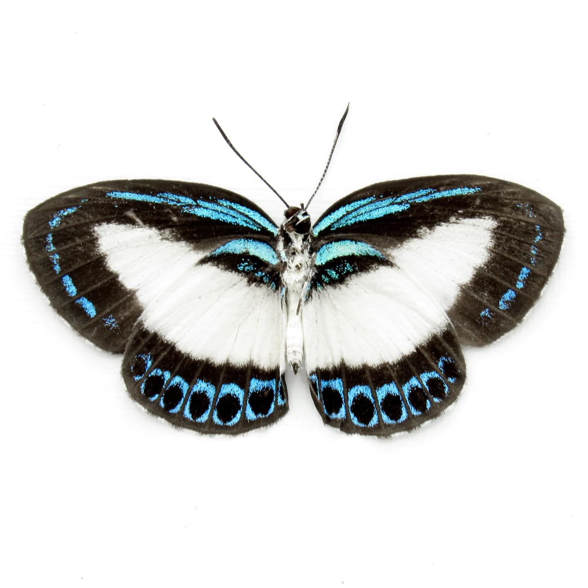 Real blue butterfly framed taxidermy - Danis danis - Victorian mount