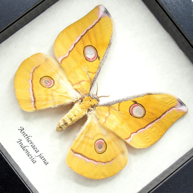 Real yellow Saturn moth framed taxidermy - Antheraea jana - female