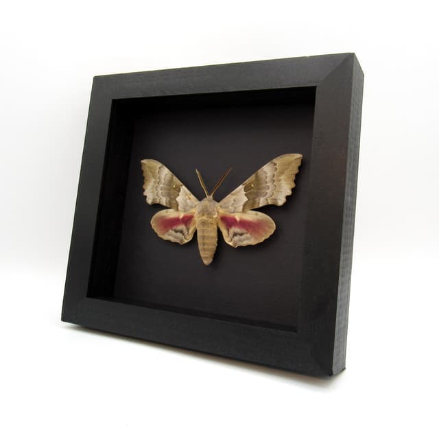 Real Western Big Poplar Sphinx framed taxidermy - Pachysphinx occidentalis